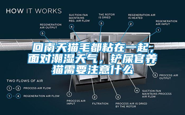 回南天貓毛都粘在一起，面對潮濕天氣，鏟屎官養(yǎng)貓需要注意什么