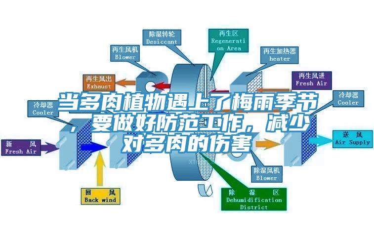 當(dāng)多肉植物遇上了梅雨季節(jié)，要做好防范工作，減少對多肉的傷害