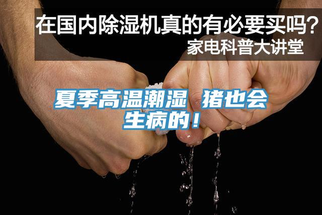 夏季高溫潮濕 豬也會(huì)生病的！
