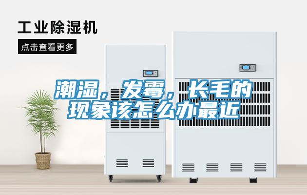 潮濕，發(fā)霉，長(zhǎng)毛的現(xiàn)象該怎么辦最近