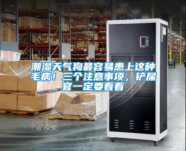 潮濕天氣狗最容易患上這種毛??！三個(gè)注意事項(xiàng)，鏟屎官一定要看看