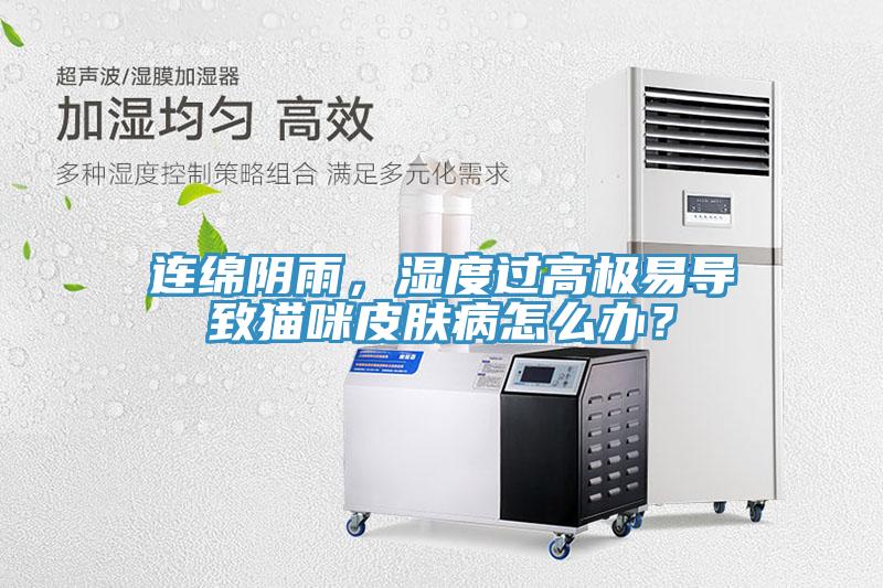 連綿陰雨，濕度過(guò)高極易導(dǎo)致貓咪皮膚病怎么辦？