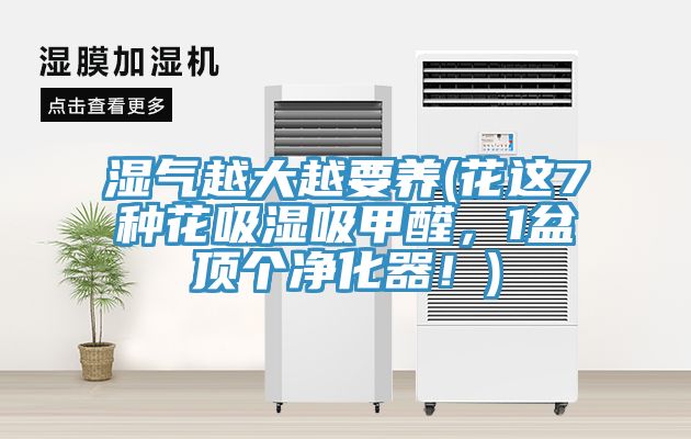 濕氣越大越要養(yǎng)(花這7種花吸濕吸甲醛，1盆頂個凈化器！)